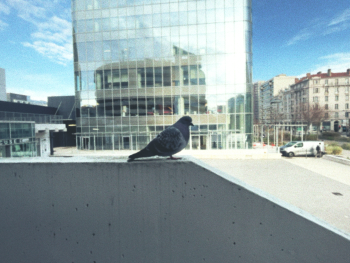 Pigeon against glass